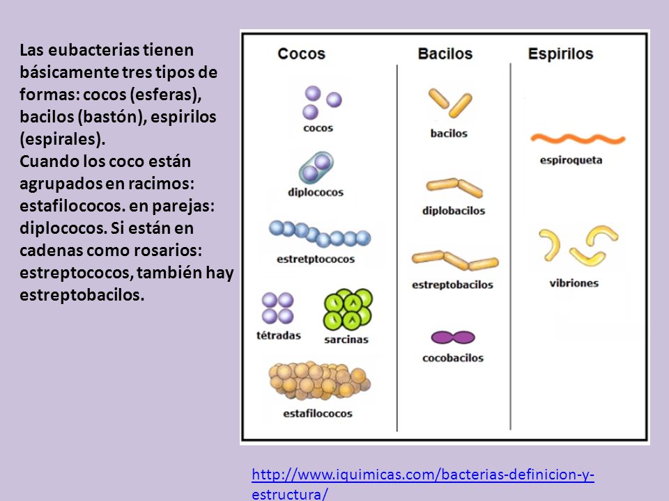 Tipos de bacterias en el estómago y síntomas
